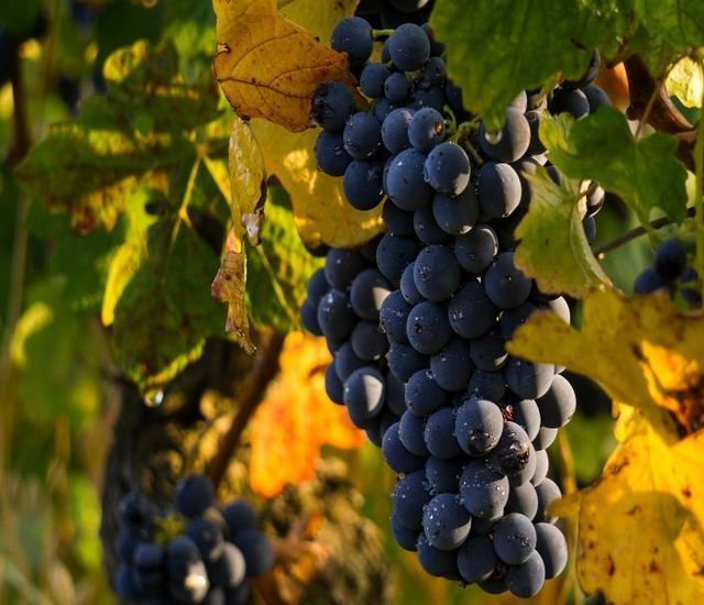 La route des vins de l'appellation d'origine contrôlée Empordà
